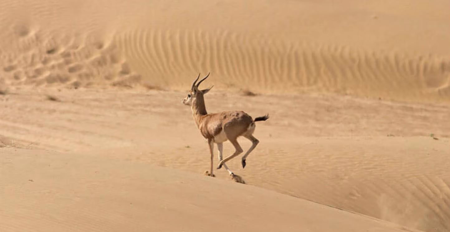 Desert Sky Tours photo