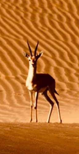 Desert Sky Tours photo